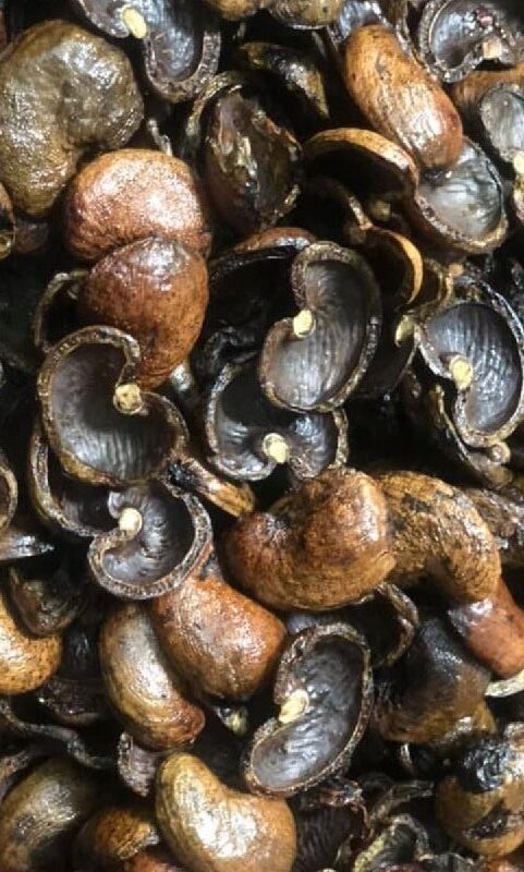 empty cashew shells